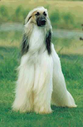 Calahorra Afghan Hounds