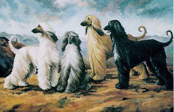 Afghan Hounds Artwork